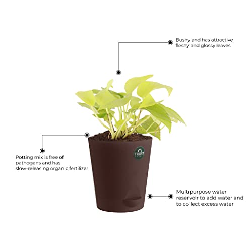 TrustBasket Money Plant and Syngonium with Attractive Self Watering Pot Pot | Air Purifying Indoor Live Plant for Living Room, Home Decor & Workspace use.