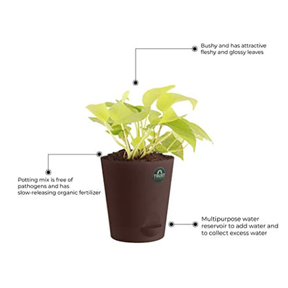 TrustBasket Money Plant and Syngonium with Attractive Self Watering Pot Pot | Air Purifying Indoor Live Plant for Living Room, Home Decor & Workspace use.