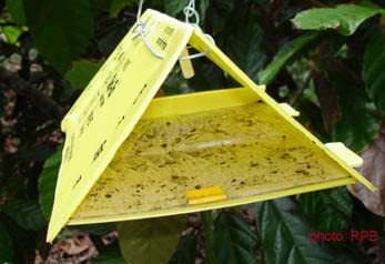 Delta Sticky Insect pheromone Trap Used for brinjal Shoot Borer & Tomato Leaf Miner (50)