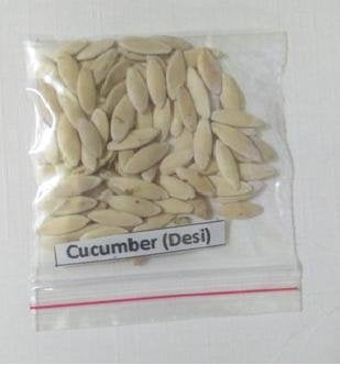 OL Seed Desi Variety Cucumber Seeds - Pack of 50 Seeds