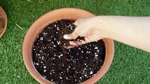 SDF India Pure & Organic Soil Less Potting Mix for Plant, Ready to Use, Fill More Pots as Light Weight & High Volume - 50Kg