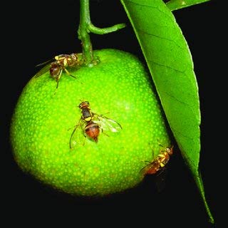 fruit fly traps 10 nos
