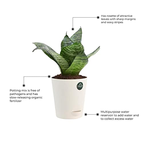 TrustBasket Snake Plant and Spider Plant with Attractive Self Watering Pot Pot | Air Purifying Indoor Live Plant for Living Room, Home Decor & Workspace use.