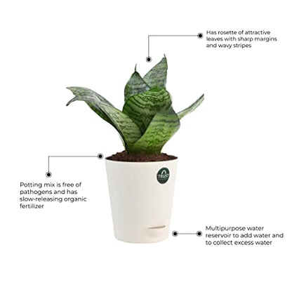 TrustBasket Snake Plant and Spider Plant with Attractive Self Watering Pot Pot | Air Purifying Indoor Live Plant for Living Room, Home Decor & Workspace use.