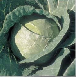 Syngenta Cabbage BC-79 2000SD , Hybrid quality seed
