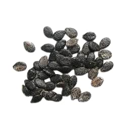 VIKAS BEEJ BHANDAR VNR SEEDS F1 HYBRID SPONGE GOURD 50g PACK 3