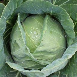 Syngenta Cabbage BC-79 2000SD , Hybrid quality seed