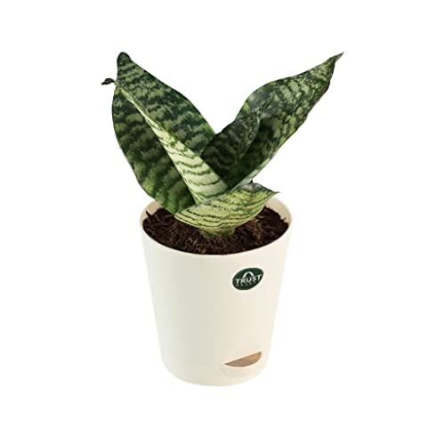 TrustBasket Snake Plant and Money Plant with Attractive Self Watering Pot Pot | Air Purifying Indoor Live Plant for Living Room, Home Decor & Workspace use.
