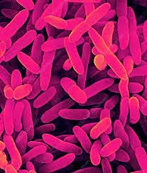 Iagrifarm Pseudomonas Fluorescens Powder - 2 Kg - for All Crops