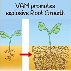 enhance root health