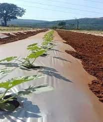 PRUTHAA Agriculture Mulching Sheet/Paper 400 Meter Length- 4 Feet Width (25 Micron)