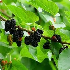 JooGTooK Dwarf Mulberry Tree Everbearing Morus Nigra Indoor or Outdoor Plants