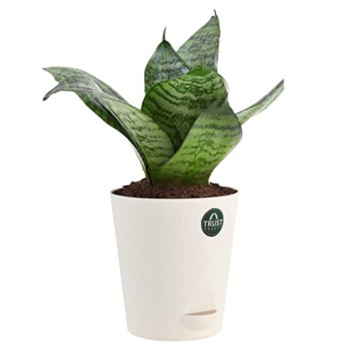 TrustBasket Snake Plant and Peace Lily with Attractive Self Watering Pot Pot | Air Purifying Indoor Live Plant for Living Room, Home Decor & Workspace use.