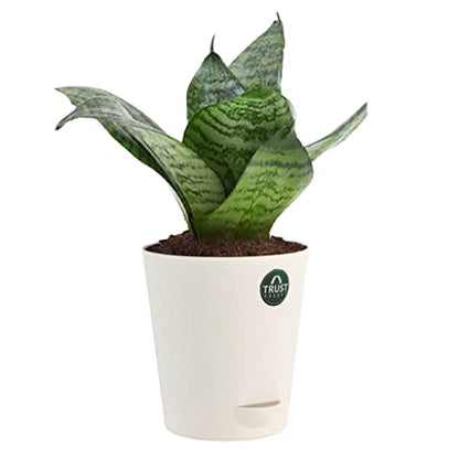 TrustBasket Snake Plant and Peace Lily with Attractive Self Watering Pot Pot | Air Purifying Indoor Live Plant for Living Room, Home Decor & Workspace use.