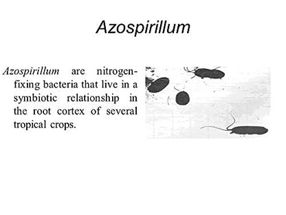 Azospirillum 500 GMS