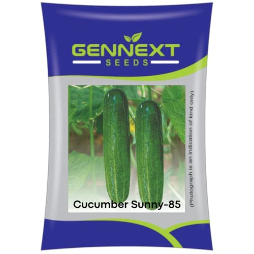 Hybrid Cucumber Sunny-85 seeds by Gennext