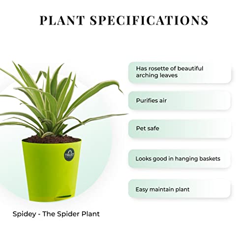TrustBasket Snake Plant and Spider Plant with Attractive Self Watering Pot Pot | Air Purifying Indoor Live Plant for Living Room, Home Decor & Workspace use.