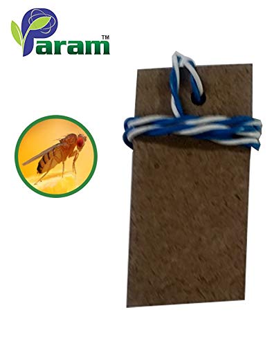 Param (V) Lure Pack of 10 Pcs