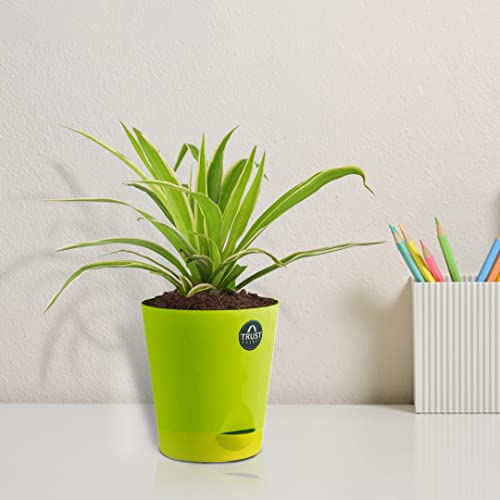 TrustBasket Spider Plant with Attractive Self Watering Pot (Assorted color pot) | Air Purifying Indoor Live Plant for living room, Home decor & Workspace use.