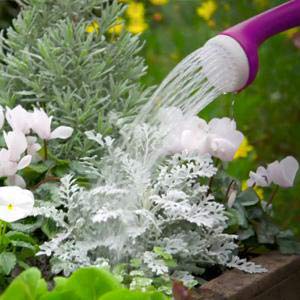 vam fertilizer