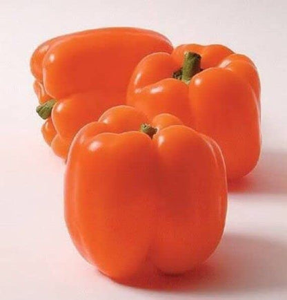 Radha Krishna Agriculture® Imported Capsicum Vegetable Seeds | Orange Capsicum Seed For Your Home Garden Pack of 50 Gram Seeds