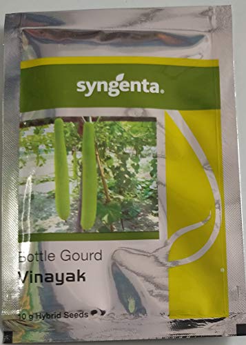 Syngenta Vinayak, Bottle gourd seed hybrid quality 10gm-pack of 2