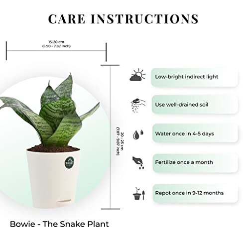 TrustBasket Snake Plant and Spider Plant with Attractive Self Watering Pot Pot | Air Purifying Indoor Live Plant for Living Room, Home Decor & Workspace use.