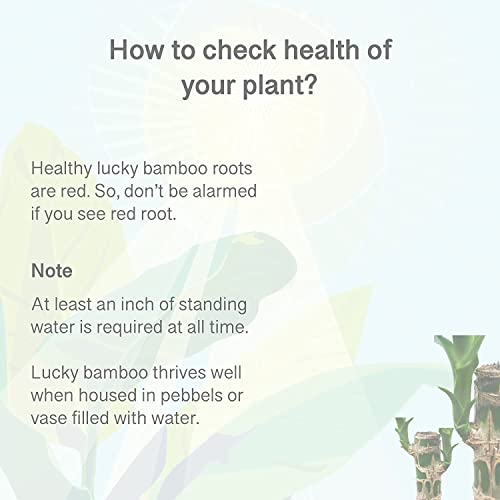 City Greens Lucky Bamboo & Money Plant Nutrient - Liquid Fertilizer for Aquatic or Water Plant (ZZ Plant, Syngonium, Chinese Money Plant) - 30ml bottle.