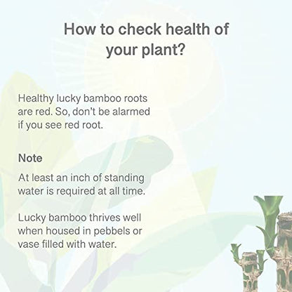 City Greens Lucky Bamboo & Money Plant Nutrient - Liquid Fertilizer for Aquatic or Water Plant (ZZ Plant, Syngonium, Chinese Money Plant) - 30ml bottle.