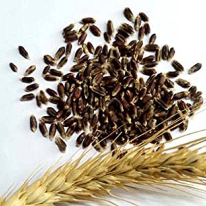 BLACK WHEAT GRAINS (15 KG) for eating and cooking | kale gehu daane | Produce of India from Organic Farms | BY G7 GRAINS