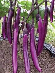 Golden Hills Farm® (AVG 500-2000) seeds Brinjal seeds purple Long Brinjal Hybrid Variety