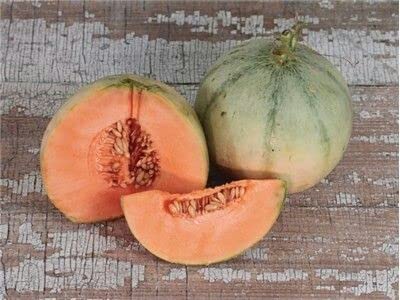 Ritz Farming® Musk melons seeds | Yellow Oriental Muskmelons Seed | fruit seeds For Your Garden and home planting Pack of 50 to 70 seeds