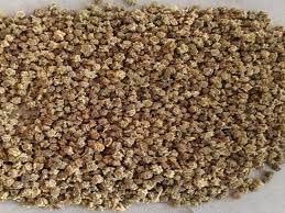 advanta upl संकरित सोनेरी बिया मुलायम पालक 800 pcs