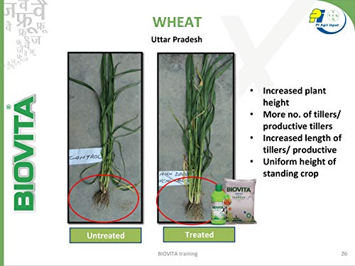 effect of seaweed extract on wheat