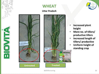 effect of seaweed extract on wheat