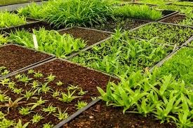 यारातेरा क्रिस्टा एमकेपी (0-52-34) 1 किलोग्राम