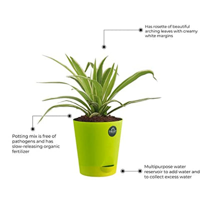 TrustBasket Spider Plant and Money Plant with Attractive Self Watering Pot Pot | Air Purifying Indoor Live Plant for Living Room, Home Decor & Workspace use.