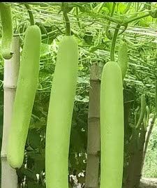 Syngenta Vinayak, Bottle gourd seed hybrid quality 10gm-pack of 2