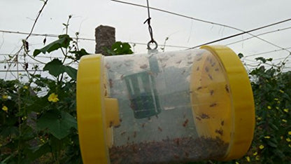 CUCURLURE: Nature's Trap for Destructive Fruit Flies