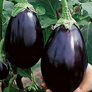 Plantogallery® Brinjal Green F1 Hybrid Seeds Small Pack