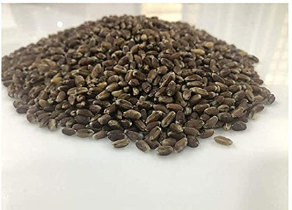 Natures Beckon Agro Black Wheat Seed Kala- Gehu Ayurvedik Wheat काला गेहूं 1kg Pack