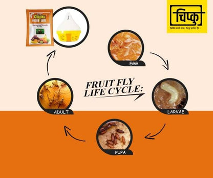 चिपकू- मॅक्स प्लस फेरोमोन फ्रूट फ्लाय ट्रॅप मॅक फिल ट्रॅप फॉर फ्रूट फ्लाय फेरोमोन ल्यूर (बॅक्टोसेरा डोर्सॅलिस) 50 च्या फळ पिकांसाठी पॅक