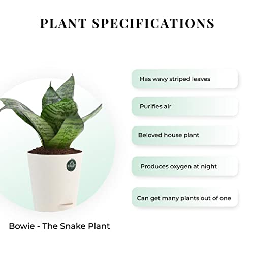 TrustBasket Snake Plant and Syngonium with Attractive Self Watering Pot Pot | Air Purifying Indoor Live Plant for Living Room, Home Decor & Workspace use.