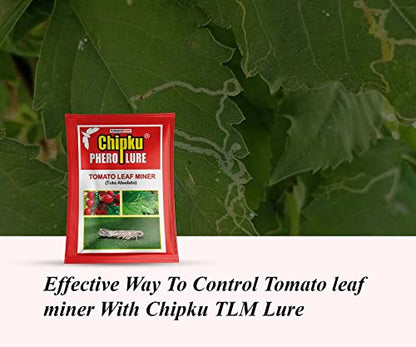 Chipku-Pheromone Lure for Tomato Leaf Minor (Tuta Absoluta) Pack of 25