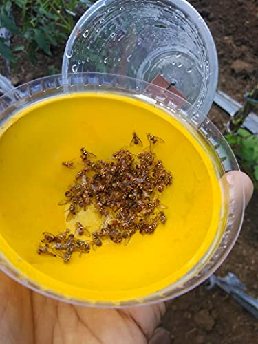 Rev Agro Fruit Fly Trapper (Pack of 10 Nos.)
