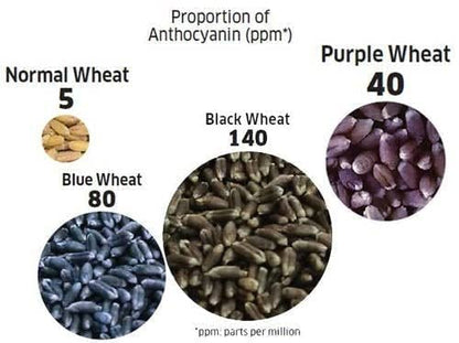 Malowal® Organic Wheat For Eating & Cooking (5 KG, Black Wheat)