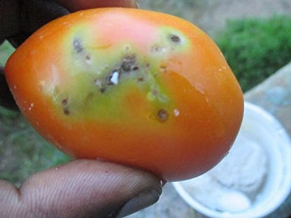 Phero Sensor Tuta Detector Pheromone Trap with Tuta absoluta Tomato Leaf Miner Pheromone Lure (100)