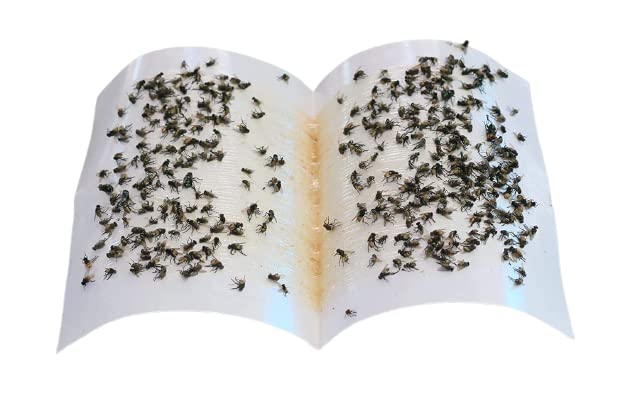 glue trap