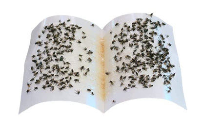 glue trap