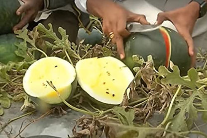 Golden Hills Farm Hybrid Watermelon F1 Climax Yellow Exotic 10+ Seeds